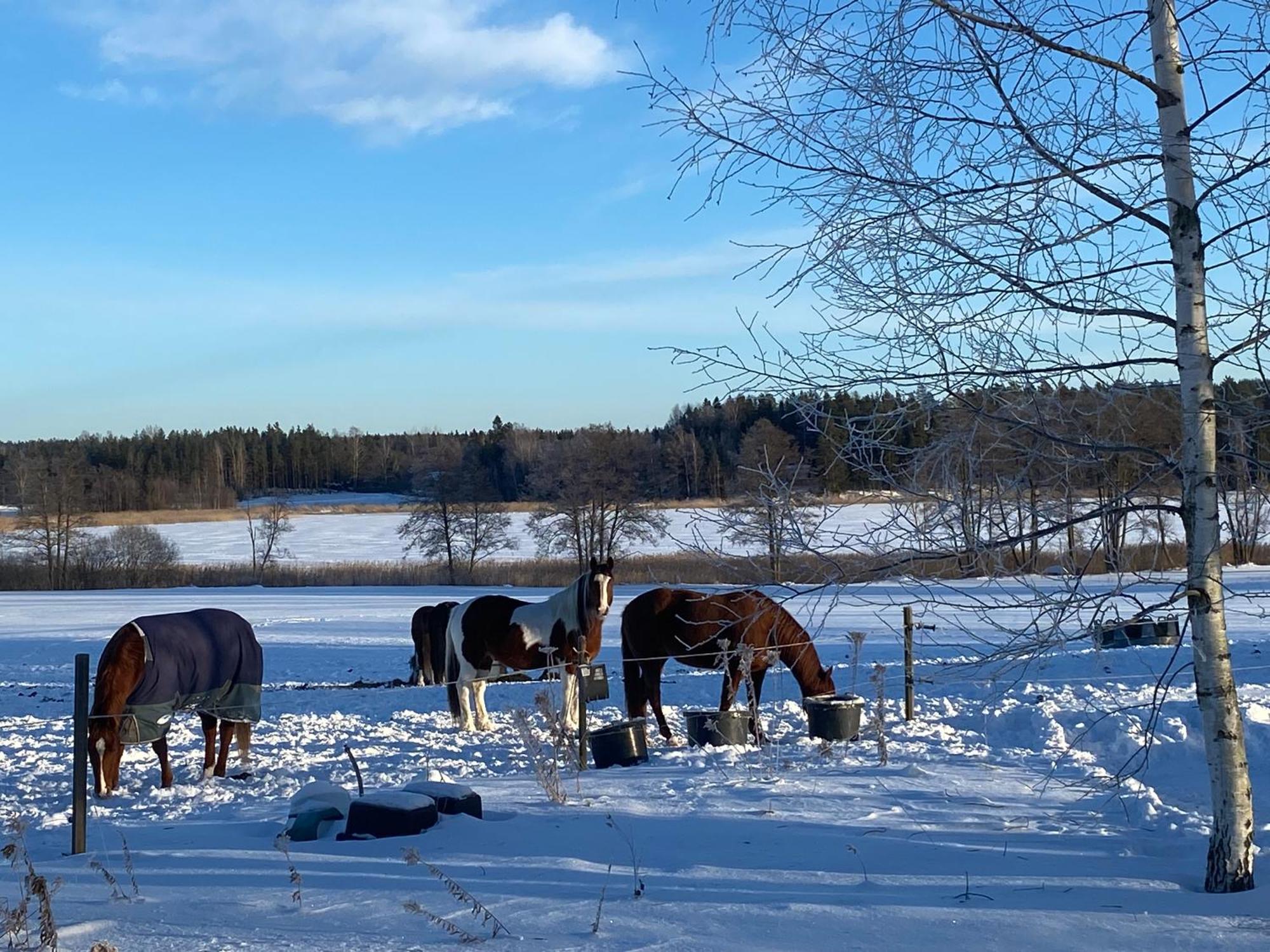 Ulvsby Ranch Western Camp Karlstad Esterno foto