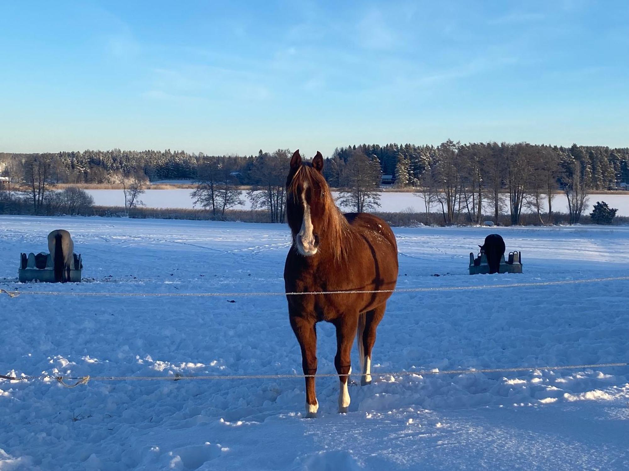 Ulvsby Ranch Western Camp Karlstad Esterno foto